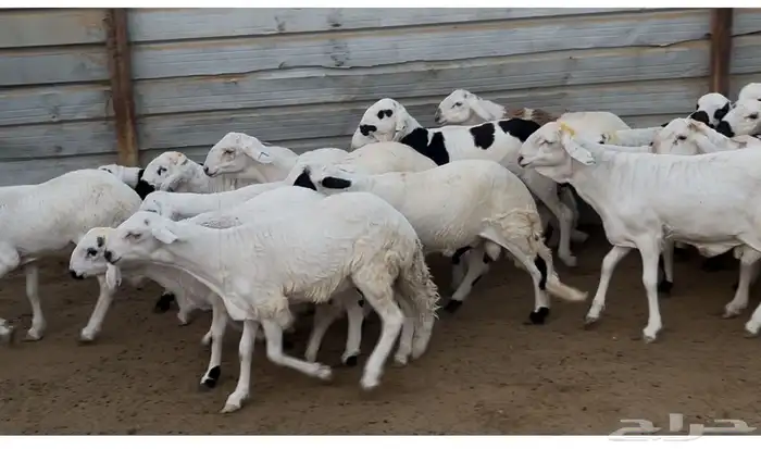 سواكن مرابي 3