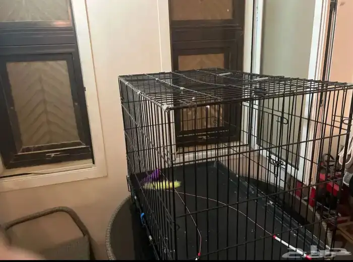 قفص. قطط كبير 0