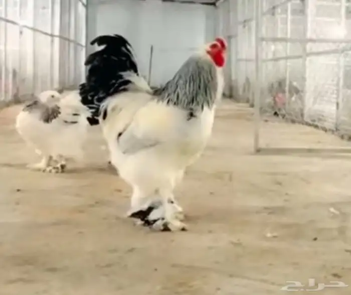 بيض دجاج برهما كولمبي سلالة كونك سوبر جامبو مستوي TOP 1