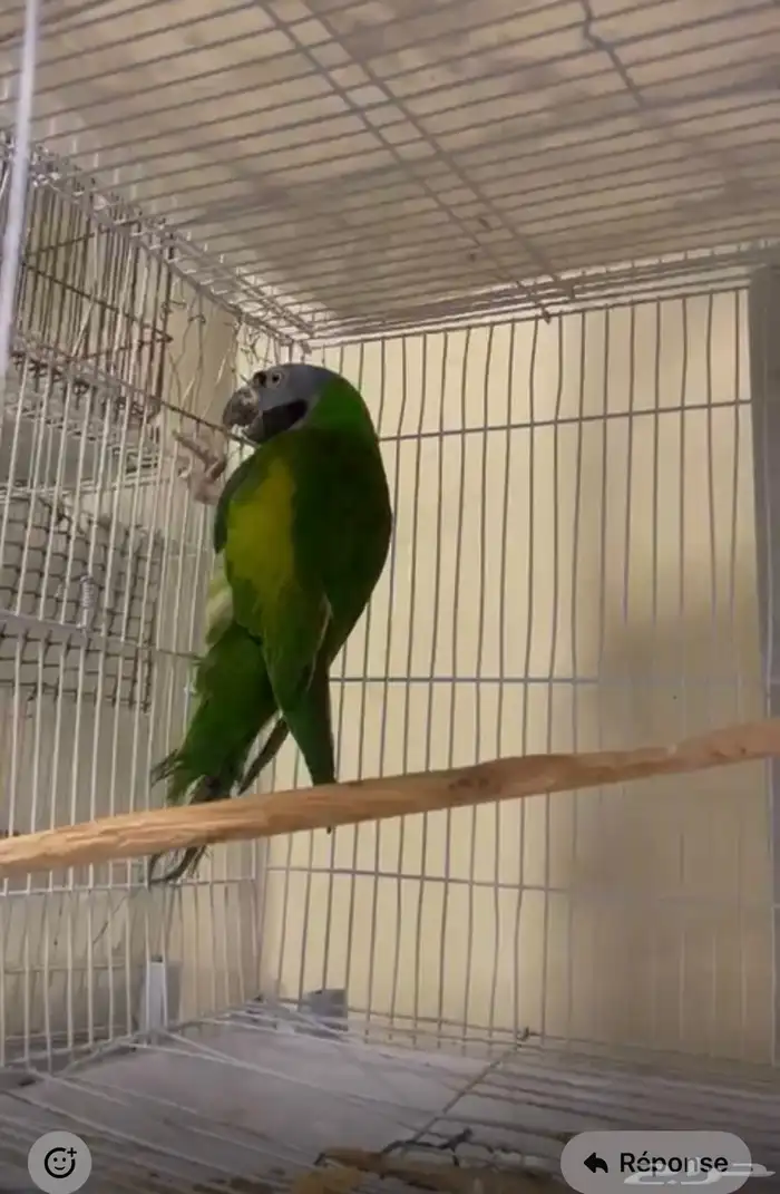 محمية الطيور المغردة 1