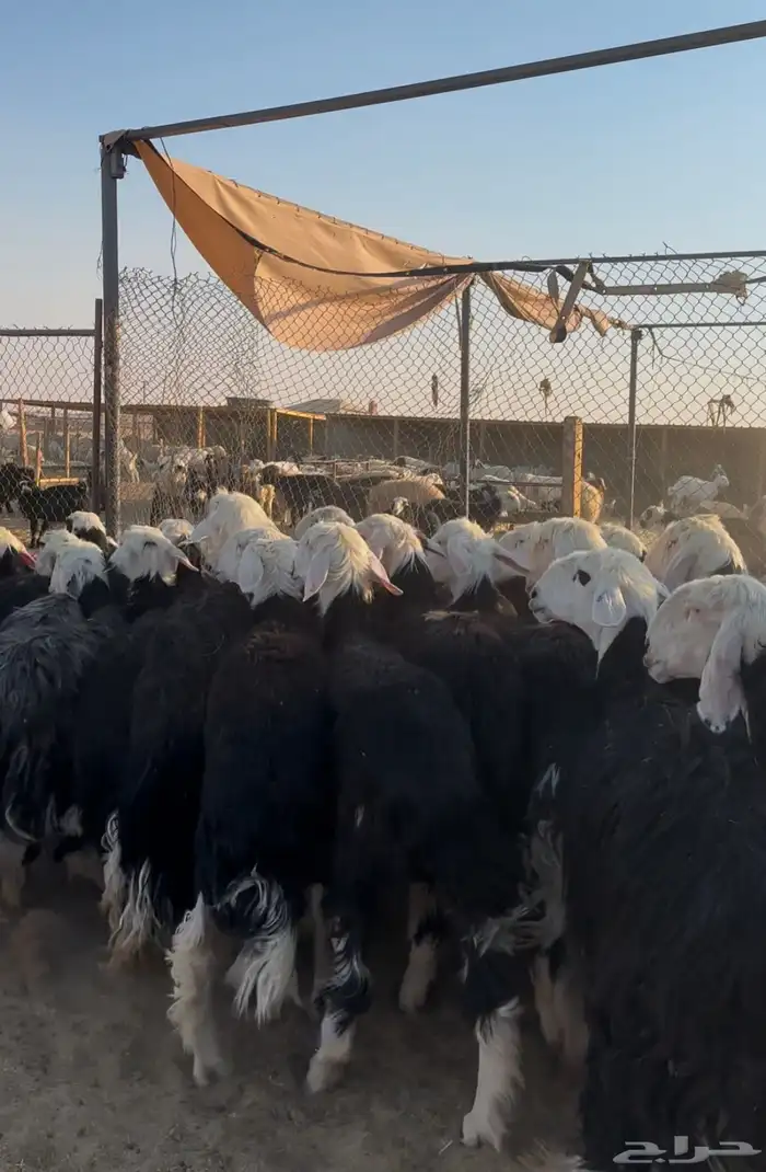 غنم نجد صنف 4