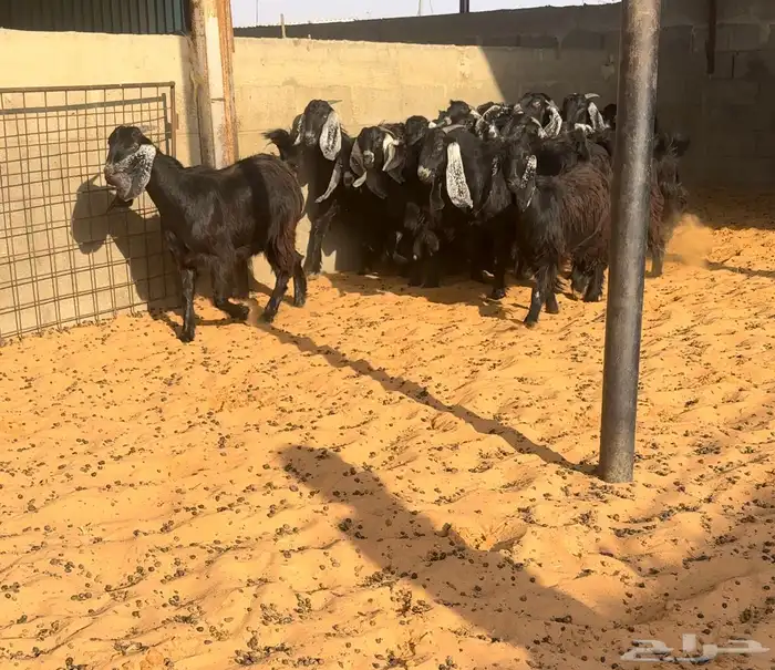 جفرات عوارض نظيفه 1