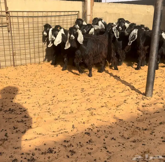 جفرات عوارض نظيفه 0