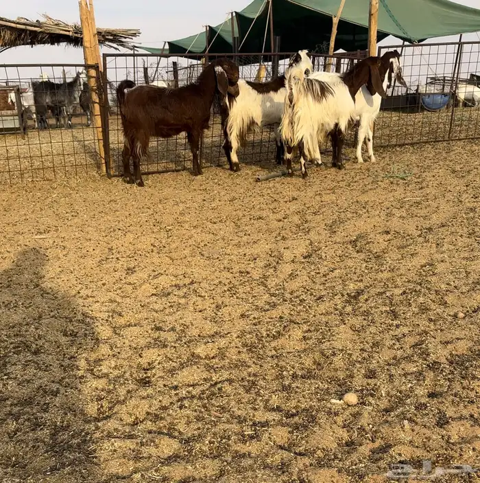 تم البيع. ماعز مصريات اصل 0