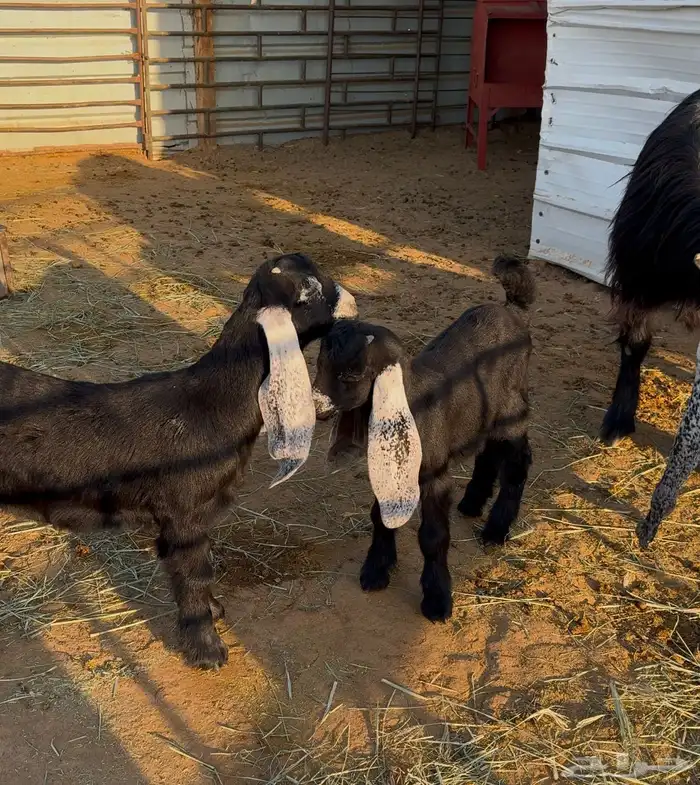 عنز عارضية صنف والد 5