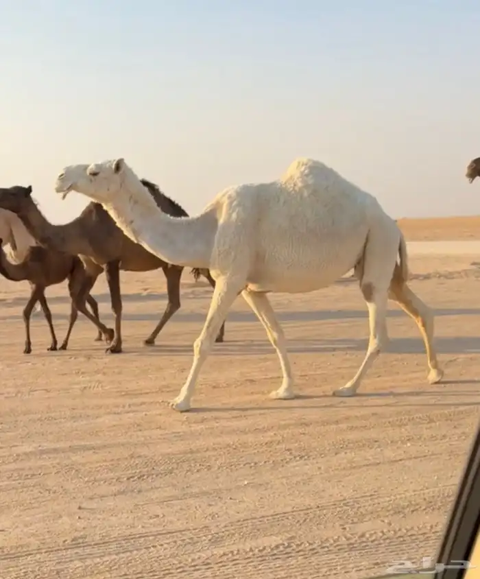 لقحة رمانيه 0