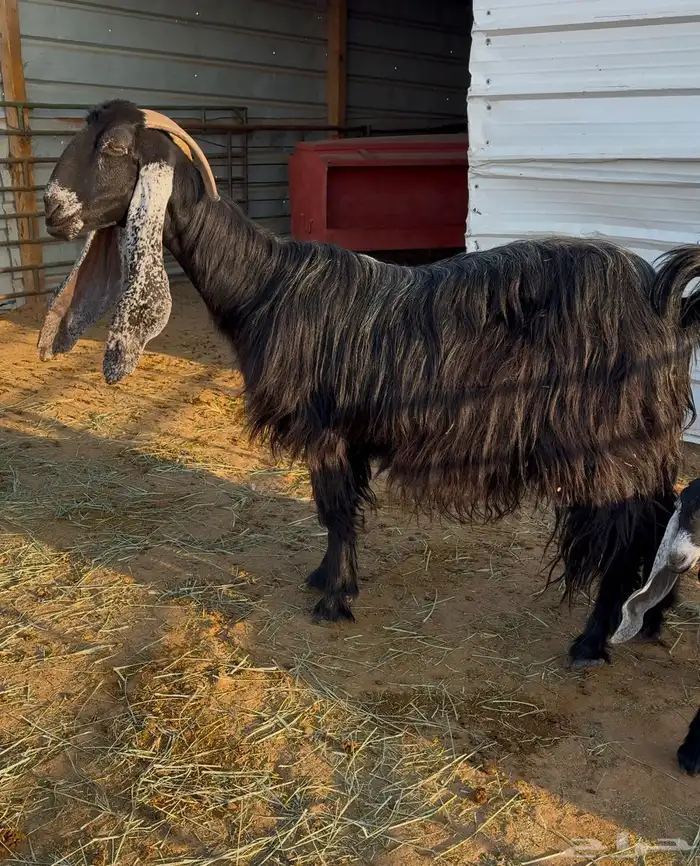 عنز عارضية صنف والد 1