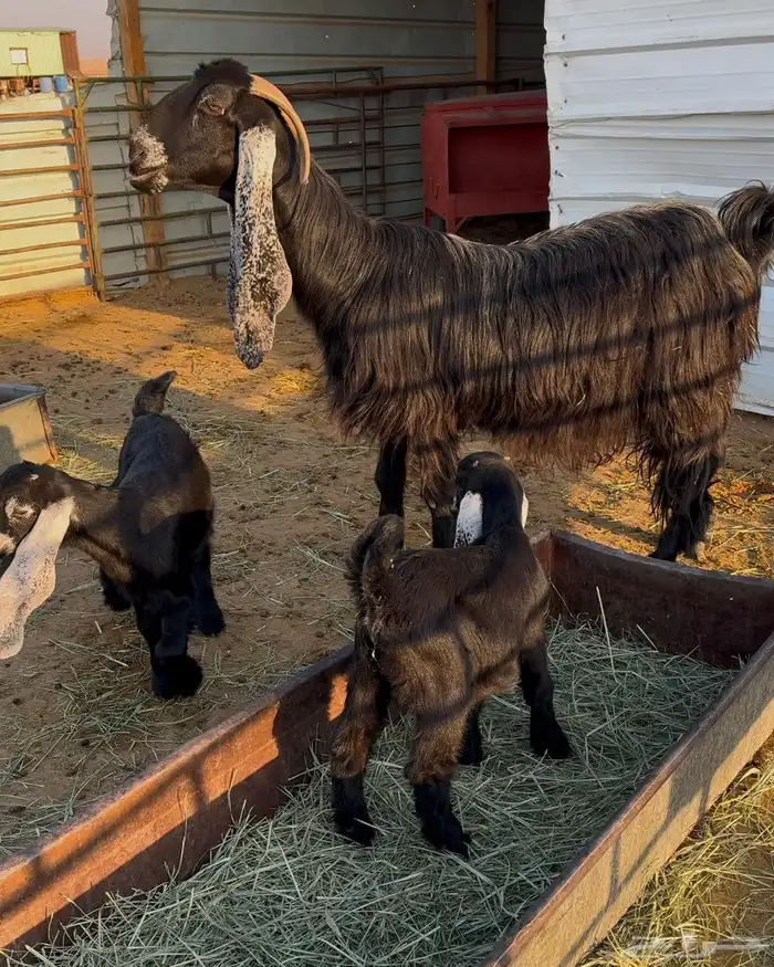 عنز عارضية صنف والد 0