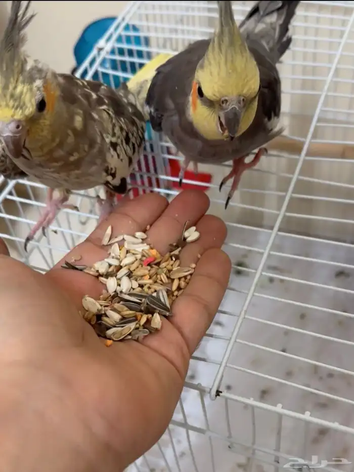 طيور كروان 0