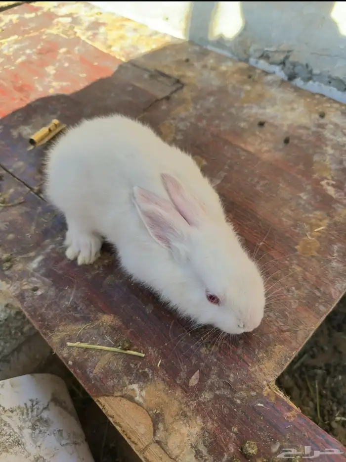 ارانب فرنسي 0