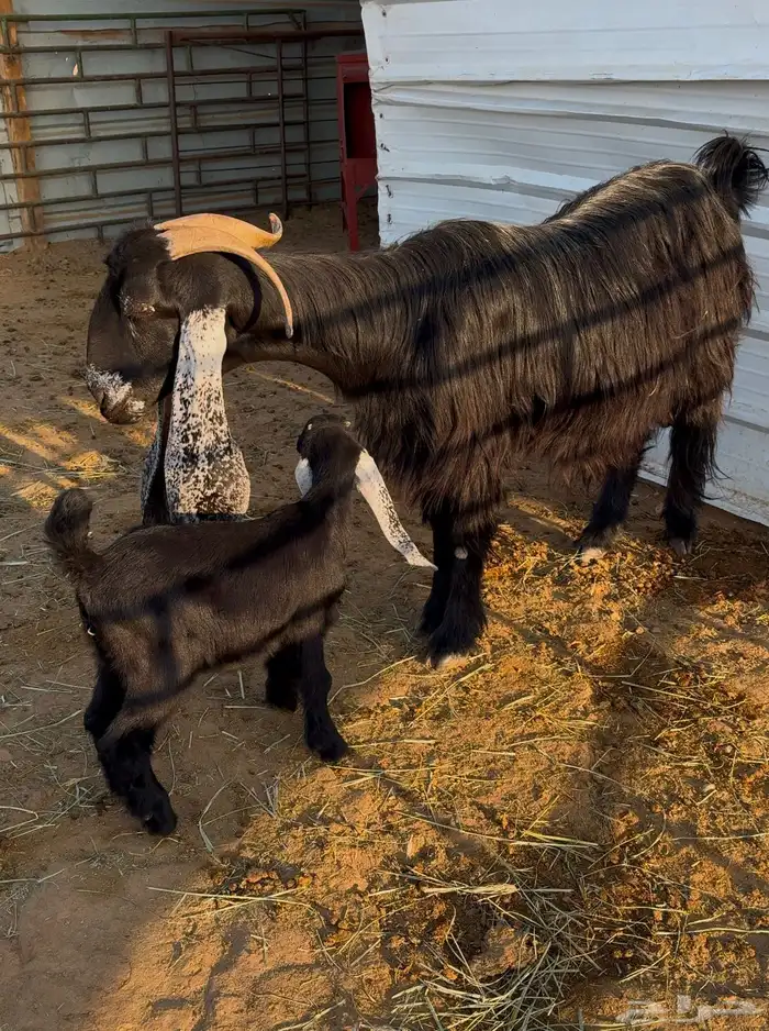 عنز عارضية صنف والد 3