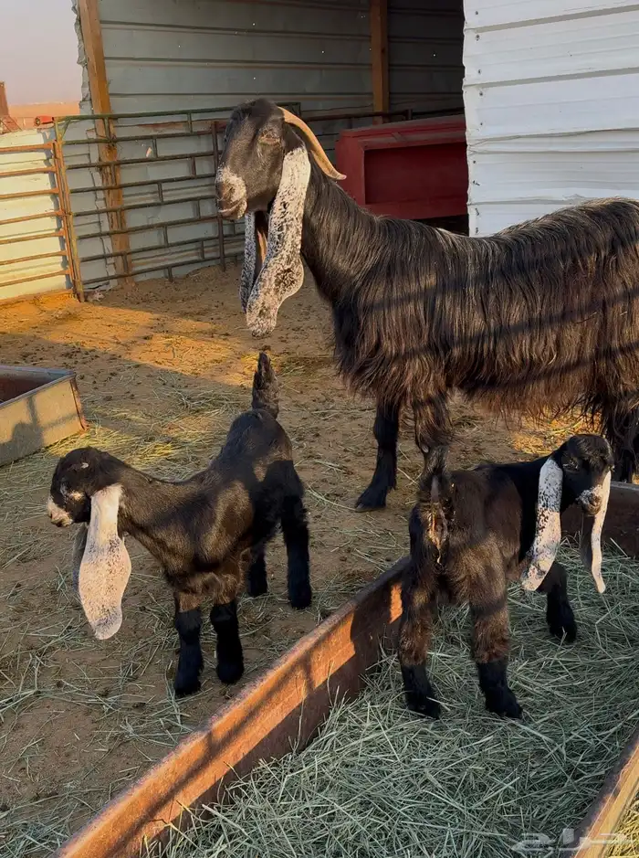 عنز عارضية صنف والد 4