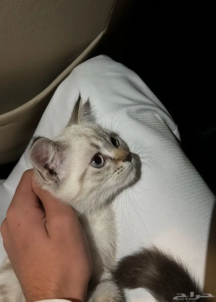 بيع قط ذكر 1