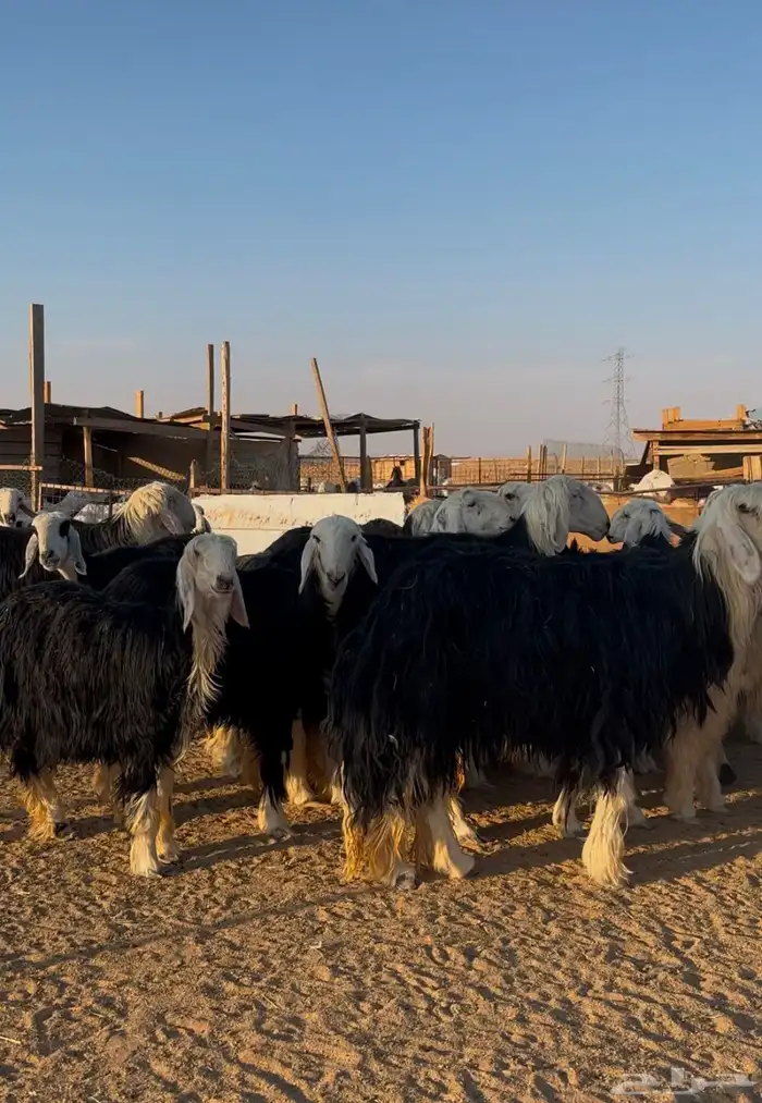 غنم نجد صنف 0