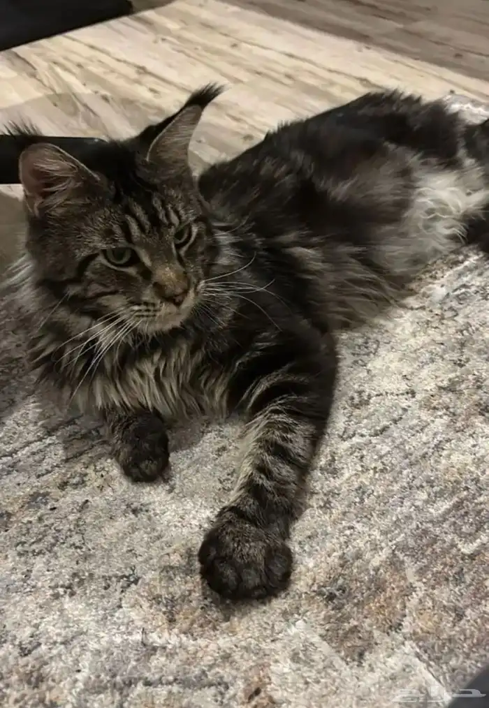 قطط ماين كون للبيع مستوردين 2