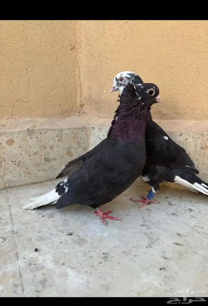 حمام قطيفي 2