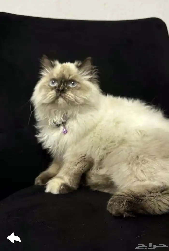 قطوة للتبني 3