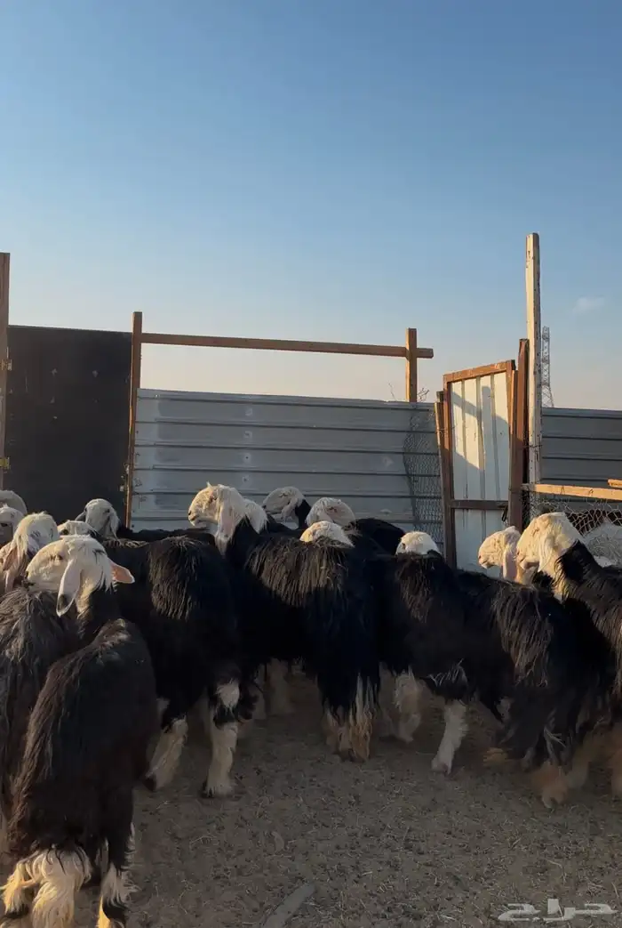 غنم نجد صنف 2