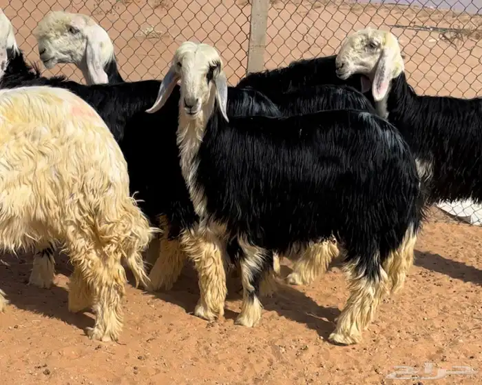 رخال نجد خصم منوة القناي 2