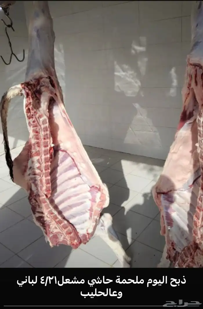 ملحمة حاشي مشعل 1