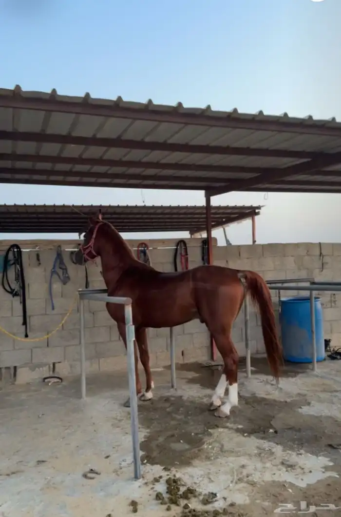 حصان واهو شيخ 5