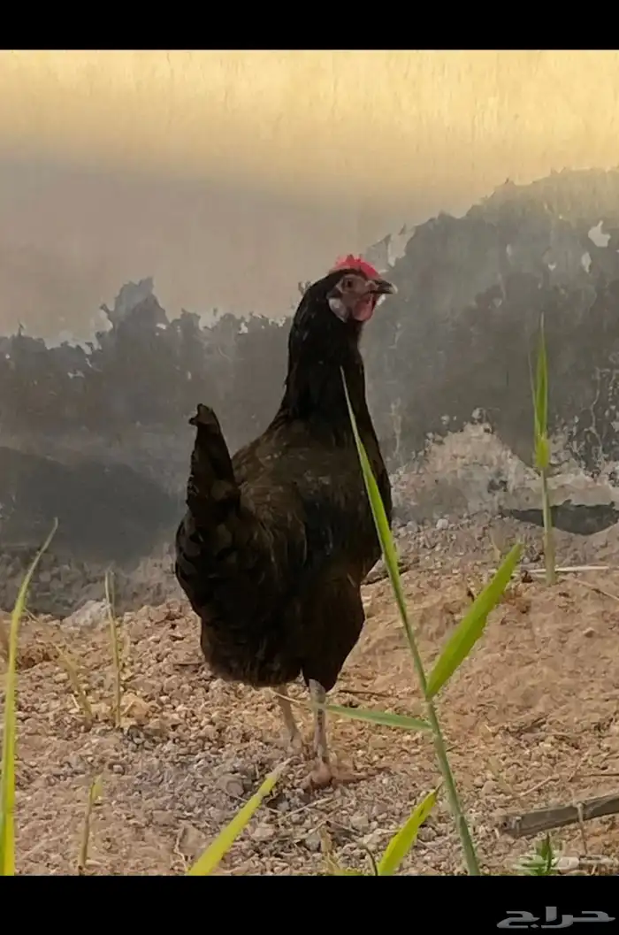 دجاجه رقادة تركي 1