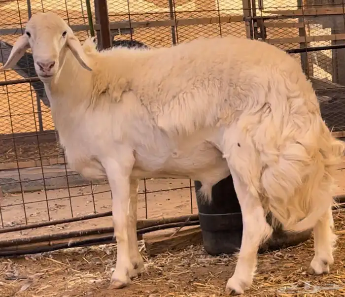 فحل حري صنف الصنف ثني 6