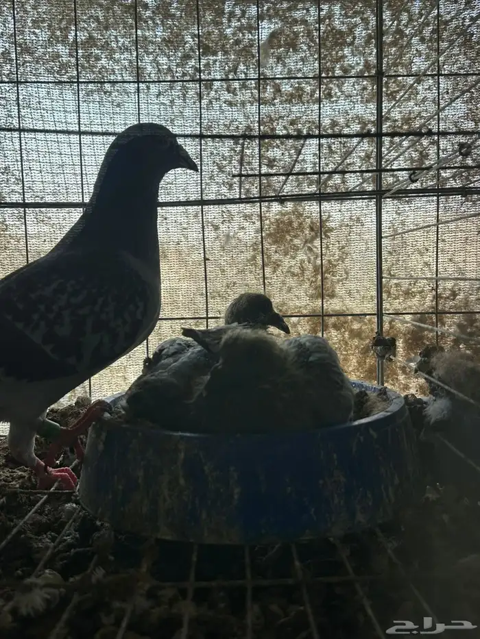 زغاليل زاجل 5