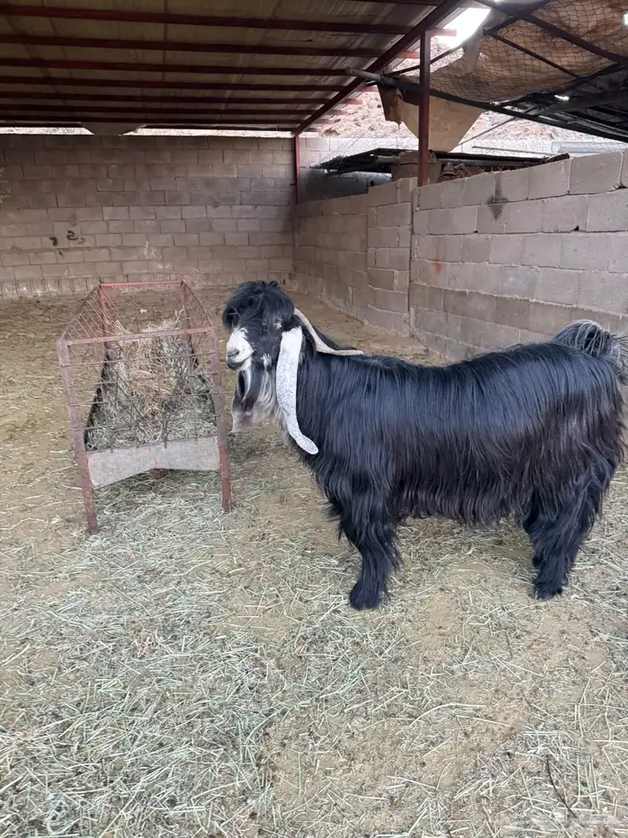 تيس عارضي فحل منتج 0