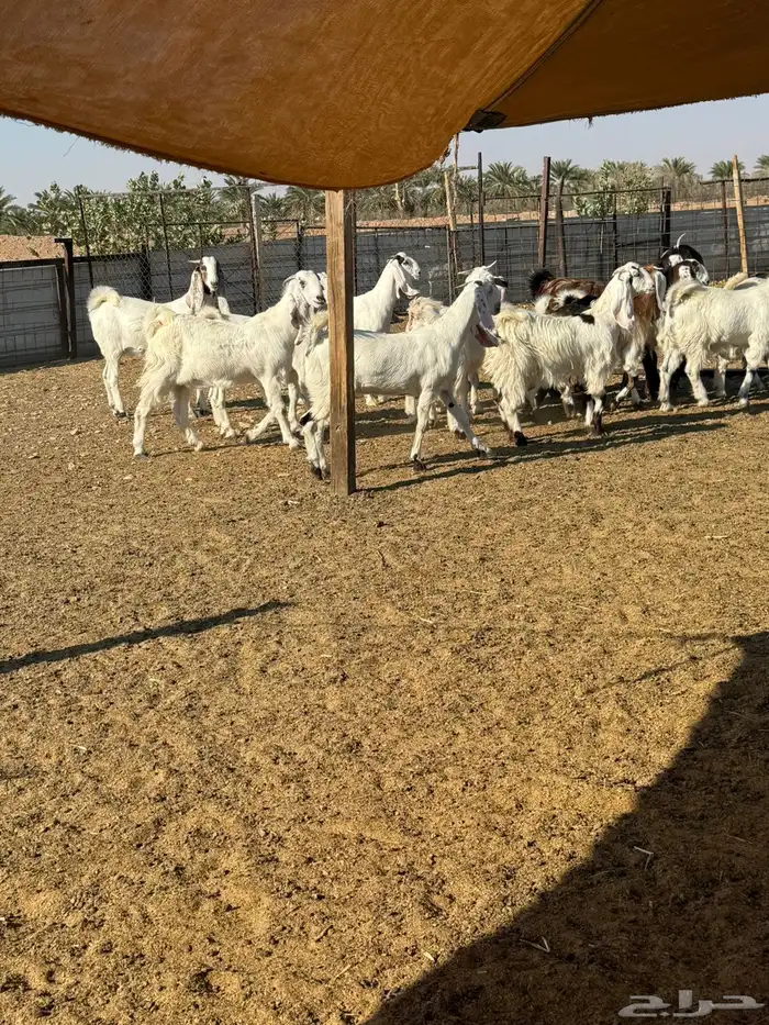 جفرات مشاريك صنف 4