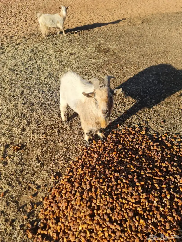 تيس فحل قزمي ابيض 0