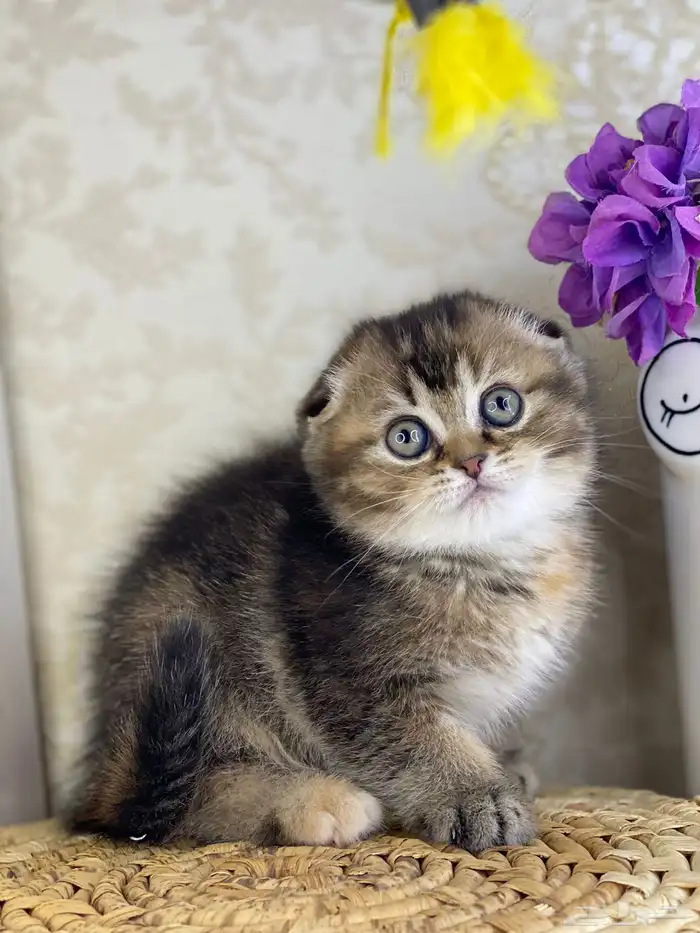 سكوتش فولد مستوى فاخر قطط صغيره قطوه انثى برتش كيتن قطوه قط 5