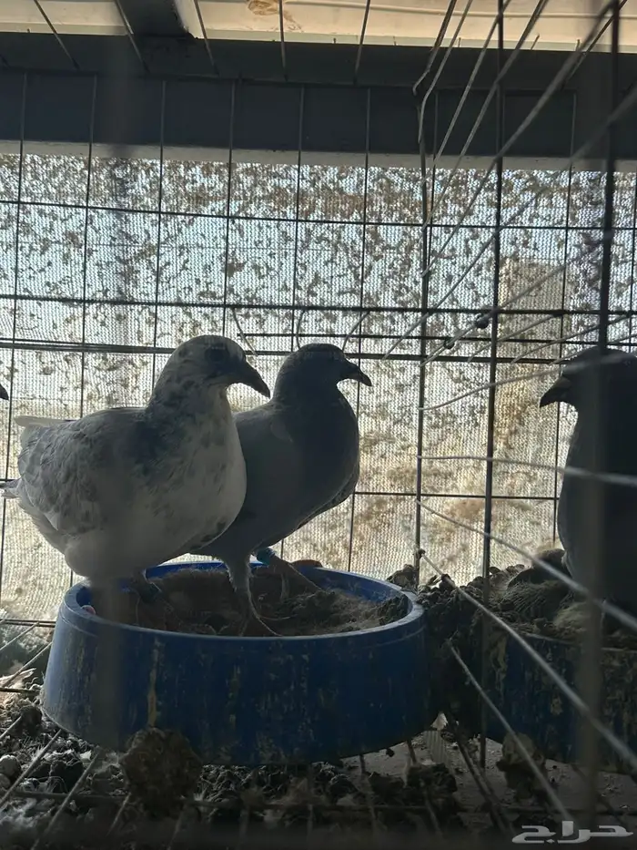 زغاليل زاجل 6