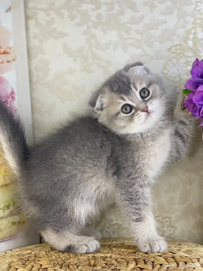 سكوتش فولد مستوى فاخر قطط صغيره قطوه انثى برتش كيتن قطوه قط 11