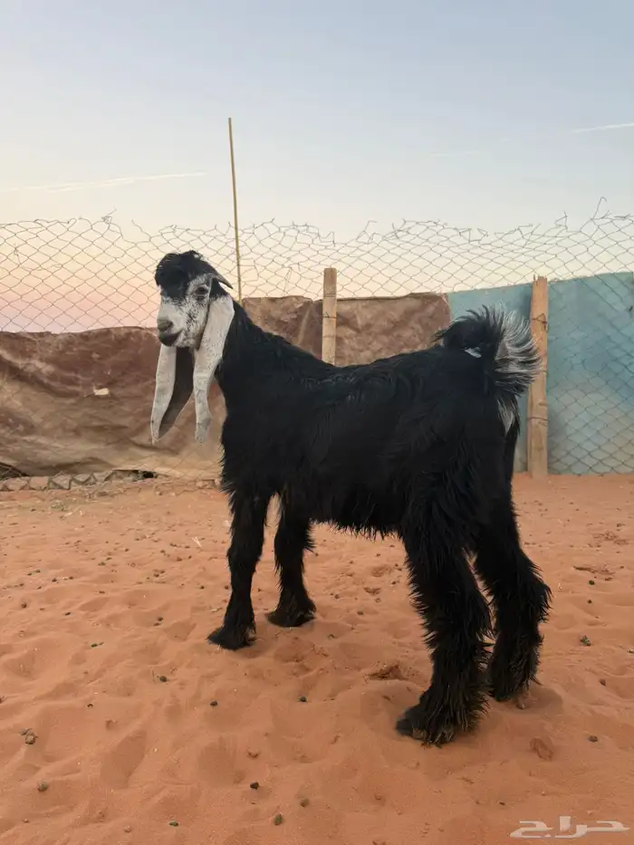 تيس عارضي صنف (مشروع فحل) 0