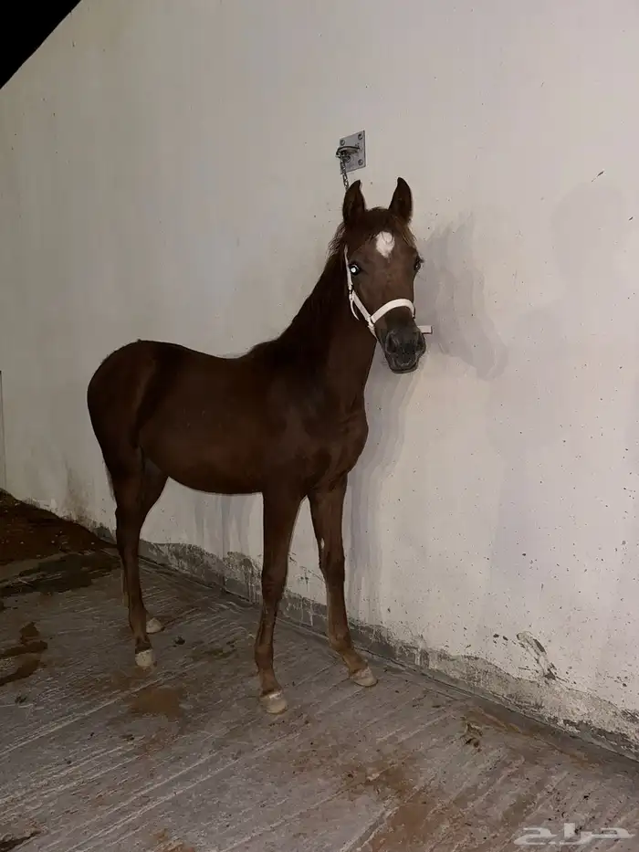 بسم الله ماشاء الله فرس ومهرتها من الفواخر 10