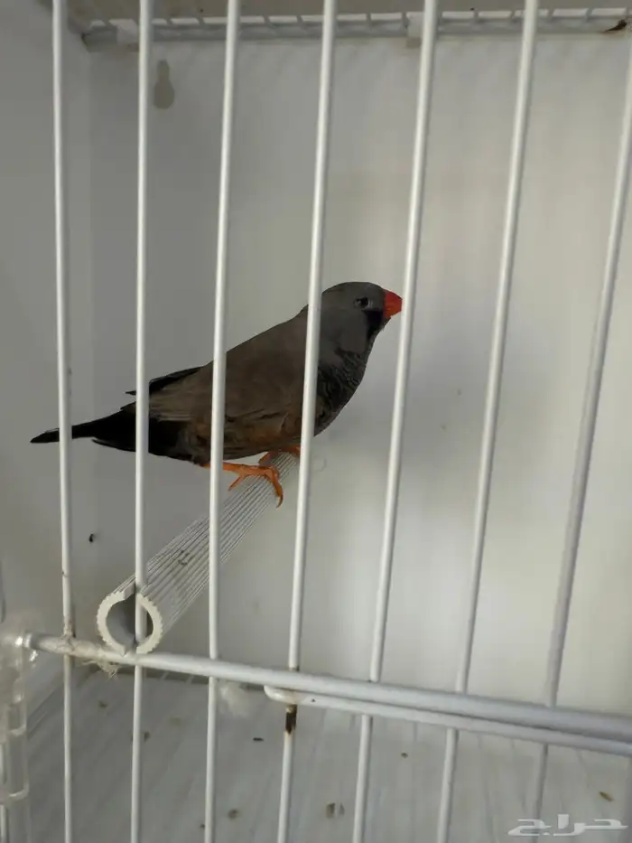 زيبرا شاركول لايت باك 2