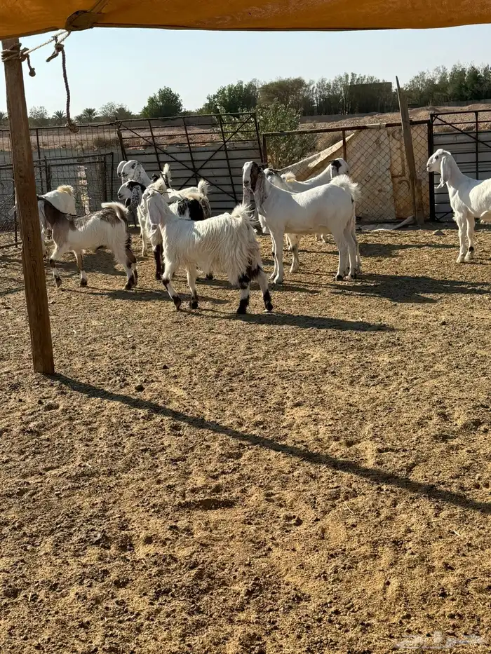 جفرات مشاريك صنف 2