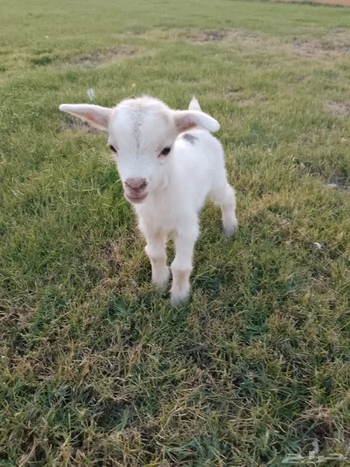 للبيع عناق قزمي تشيكي بيور 1