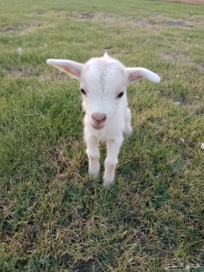 للبيع عناق قزمي تشيكي بيور 5