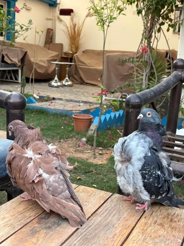 حمام كشكشي - البومه الصيني جوزين 5