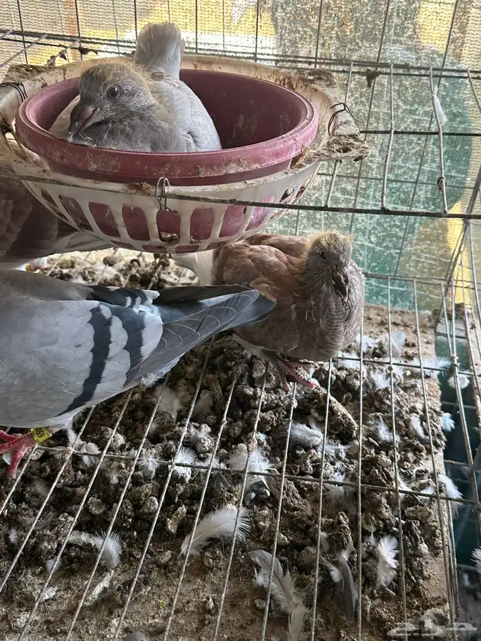 زغاليل زاجل 1