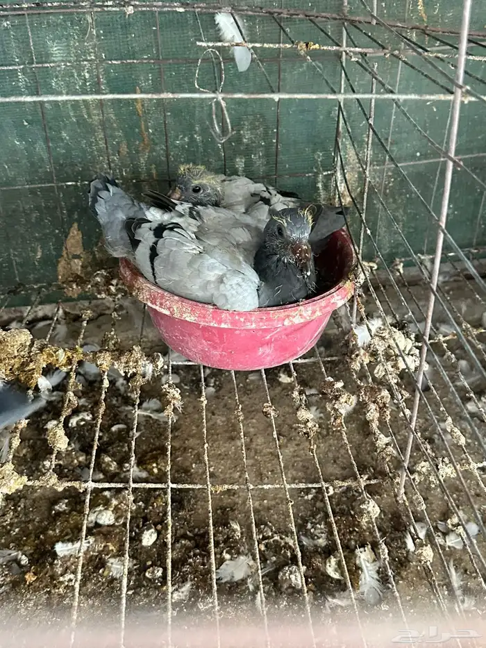 زغاليل زاجل 11