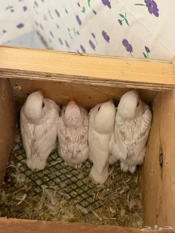 جوزين روز جوز معاه 4 فروخ وجوز معاه 3 فروخ 11