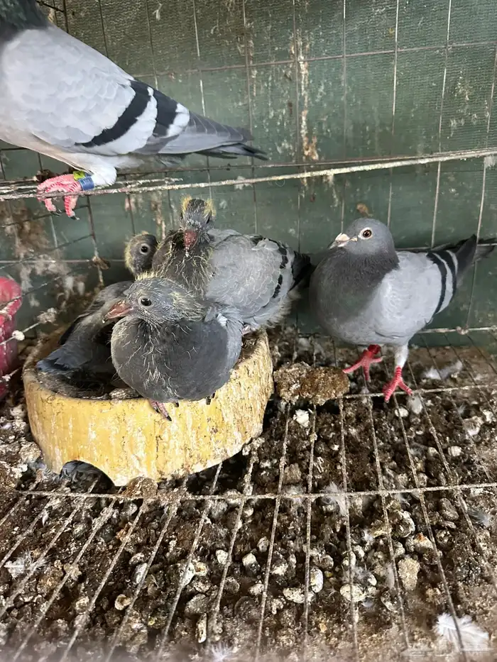 زغاليل زاجل 4