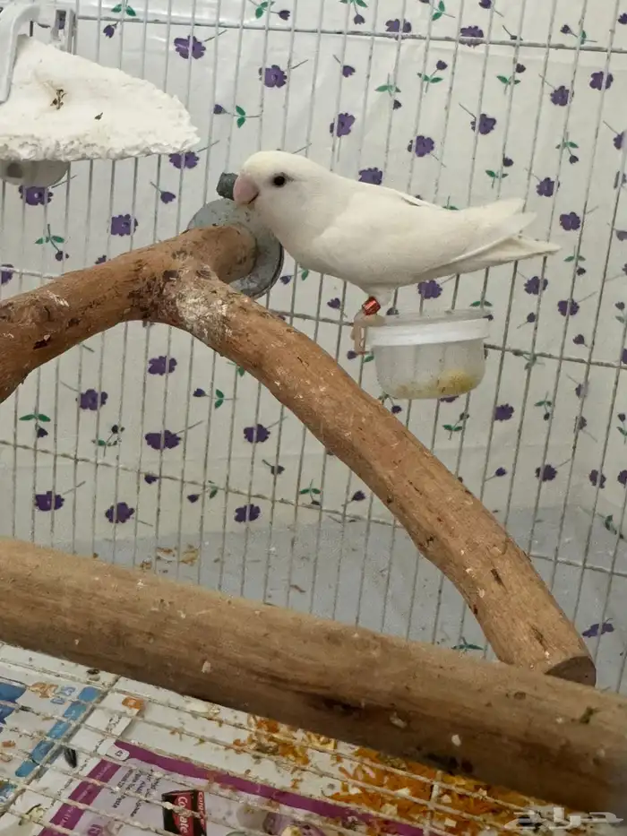 جوزين روز جوز معاه 4 فروخ وجوز معاه 3 فروخ 15