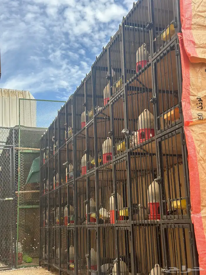 محاكر حديد 0