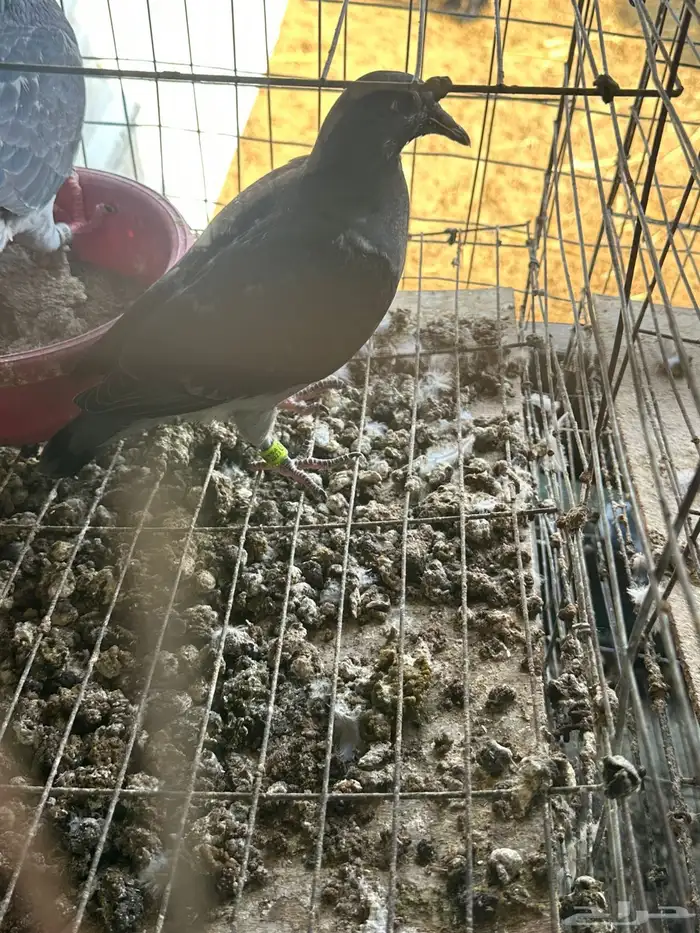 زغاليل زاجل 0