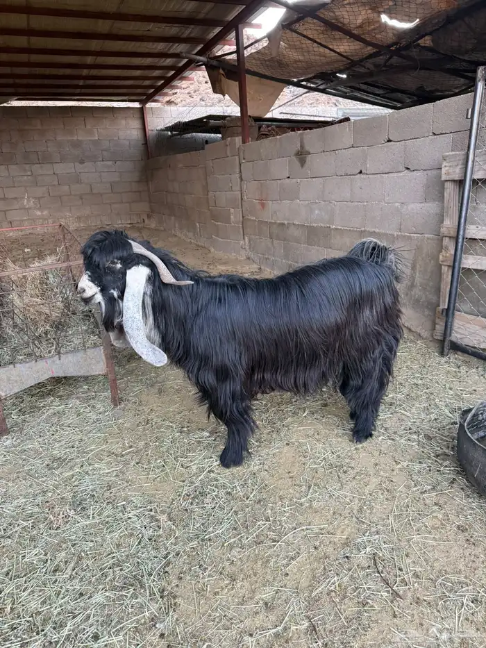 تيس عارضي فحل منتج 2