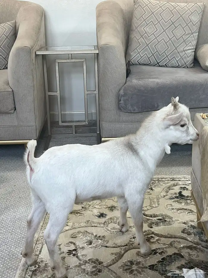 الماعز القزم 0